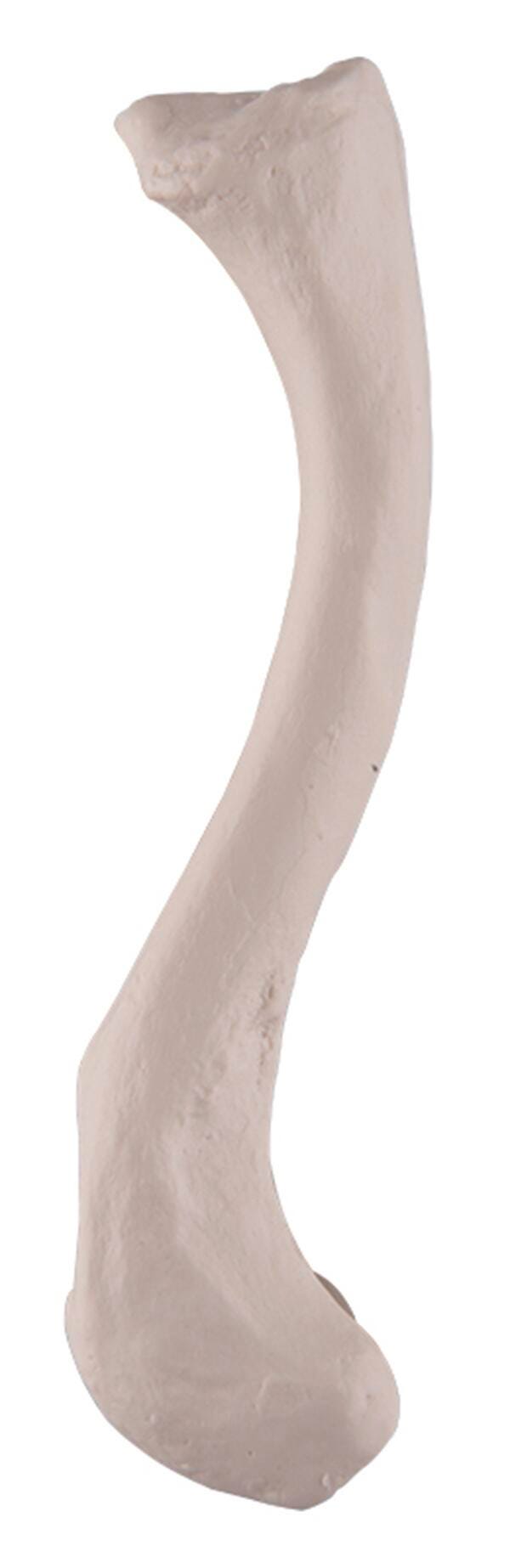 Forensic Anthropology, Item Number 1268654